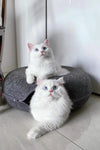 Cat Cueva