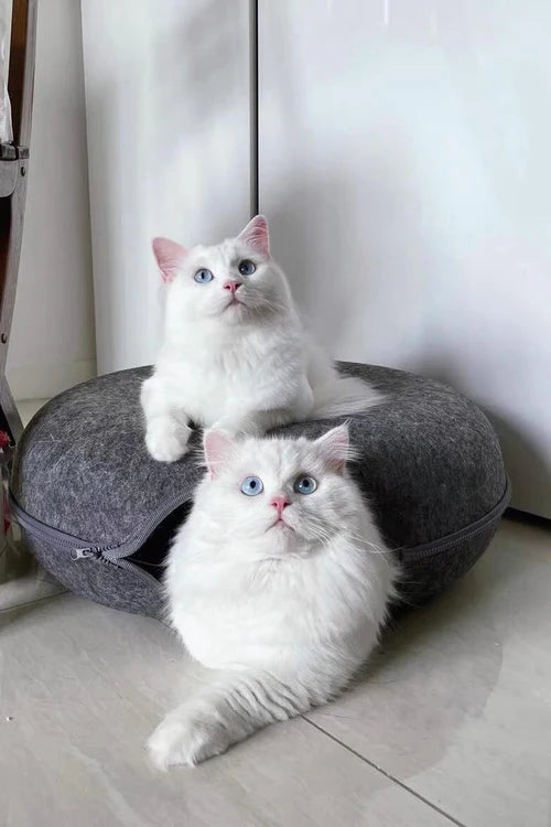 Cat Cueva